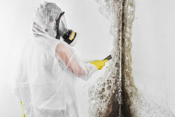 Best Kitchen Mold Remediation in Kensington Park, FL