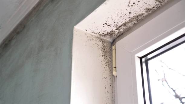 Best Residential Mold Remediation in Kensington Park, FL