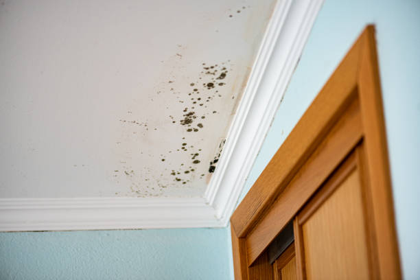Best White Mold Remediation in Kensington Park, FL