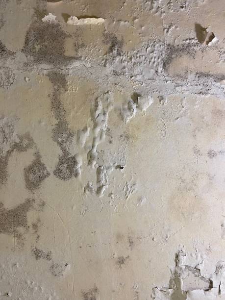Best Attic Mold Remediation in Kensington Park, FL