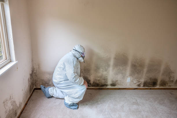 Best Residential Mold Remediation in Kensington Park, FL