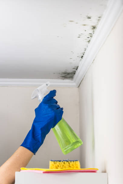 Best Crawl Space Mold Remediation in Kensington Park, FL