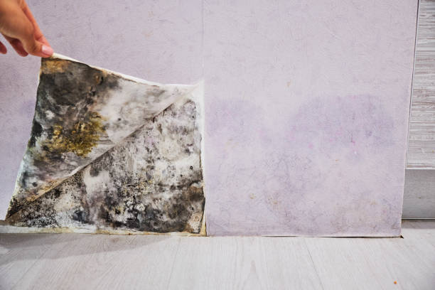 Best Emergency Mold Remediation in Kensington Park, FL